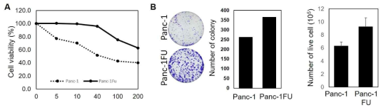 항암제 내성 Panc-1FU 검증 및 과도한 세포증식