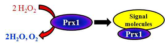 Prx1의 기능