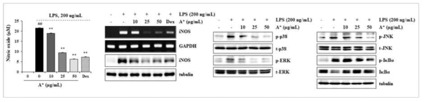 마우스 대식세포에서 LPS 자극에 의한 MAPK/NF-κB 활성 억제