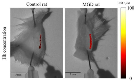 SD-rat 마이봄샘 부분의 헤모글로빈 농도 추정치 분포 이미지. 마이봄샘 영역은 히트맵 (heat map)으로 오버레이 된 부분만 계산에 이용됨