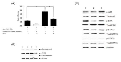 IL-6 suppresses Ara-C mediated apoptosis of HEL cells in vitro assay. (A) To examine whether IL-6 suppressed Ara-C induced apoptosis, cytotoxic effects of Ara-C and Caspase-3 activity was examined in HEL cell at 24 hour after treatment with 10-7M Ara-C as a single agent or 10-7M Ara-C plus human recombinant IL-6. The data are represented as mean+/- SEM (n=3independent experiments). *indicates statistically significant. (B) Caspase-3 and PARP expressions were analyzed by Western blot in HEL cells treated with Biotin-ZVKD-fmk (Caspase inhibitor), 10-7M Ara-C, and 10-7M Ara-C plus 25ng/ml of human recombinant IL-6 for 24h. Whole-cell extracts were analyzed for activating PARP and Caspse-3 expression. 1:control, 2:Biotin-ZVKD-fmkInhibitor, 3:10-7MAra-Caspasing leagent, 4: 10-7MAra-C+ human recombinantIL-6. (C) Effects of IL-6 on cell signaling pathway indicating the growth of HEL cells under Ara-Ctreatment. To examine whether IL-6 affect a ctivation of cel lsignaling pathways (PI3K/AKT, JAK/STAT3, MAPK) under Ara-C treatments, p-AKT, p-ERK, p-STAT3 ,and p-STAT5 were examined in HEL cell at 24h after treatment with10-7M Ara-Casasing leagen tor 10-7M Ara-C plus 25ng/ml of human recombinant IL-6. 1: Control, 2: 10-7M Ara-C, 3:10-7M Ara-C+ 25ng/ml f human recombinant IL-6