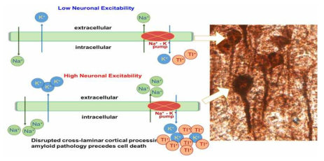 Thallium autometallography 기법의 염색원리