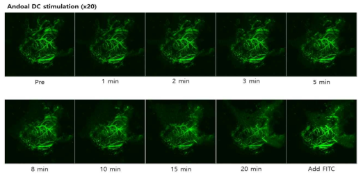 양극 직류자극 후 시간의 경관에 따른 혈관(FITC-Dextran 형광)의 변화