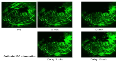 음극 직류자극후 시간의 경관에 따른 혈관 (FITC-Dextran 형광)의 변화
