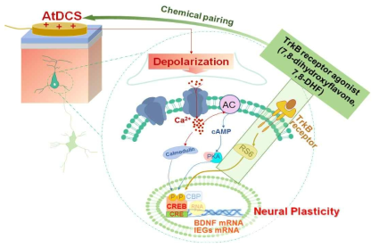 연구가설: TrkB 수용체 작동제가 탈분극-CREB-BDNF 신호전달계를 통한 AtDCS의 신경가소성 유발현상을 더욱 강화시킬 수 있음
