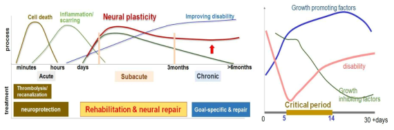 사람 (좌)과 흰쥐(우)에서 뇌졸중 아급성기에 대한 time window로 신경가소성의 촉진이 아급성기에 중요함