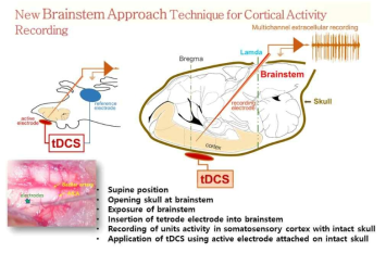 경두개 직류 자극동안 대뇌피질의 흥분성 기록을 위한 실험모형