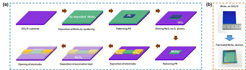 (a) SiO2/Si 기판 위에 증착한 대면적 MoSe2 박막을 이용한 소자 제작 과정. (b) 증착한 MoSe2 박막 사진과 제작 완료한 MoSe2 소자 사진