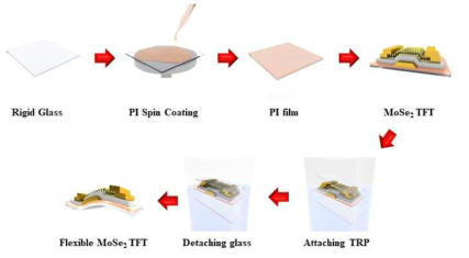 대면적 증착한 MoSe2를 이용한 유연 소자 제작 과정