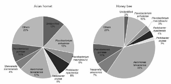 등검은말벌과 꿀벌 장내 미생물 비교
