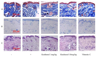 자외선 손상 동물모델에서 kushenol C의 조직학적인 변화에 미치는 효능