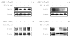 kushenol C의 OGG1 단백질 발현에 대한 효과