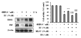 kushenol C의 OGG1, Nrf2 단백질 발현 및 신호전달경로에 대한 효과