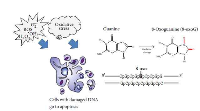 산화적 스트레스에 의한 치명적 DNA 손상