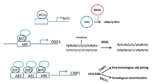 Nrf2-OGG1 DNA 수복(repair) 활동