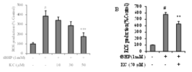 HepG2(A)와 HaCaT(B)세포에서 플라보노이드 kushenol C의 ROS 소거 효능