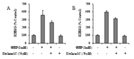 HepG2(A)와 HaCaT(B) 세포에서 플라보노이드 kushenol C 의 DNA 손상 억제 효능