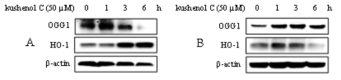 HepG2(A)와 HaCaT(B) 세포에서 플라보노이드 kushenol C의 OGG1과 HO-1 단백질의 발현에 미치는 효능