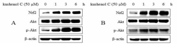 HepG2(A)와 HaCaT(B) 세포에서 플라보노이드 kushenol C의 Nrf2 전사인자와 AKT 인산화 효소에 미치는 효능