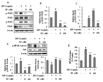 RAW264.7 세포에서 kushenol C의 전사인자 STAT1, 6 및 NF-κB 억제 효능
