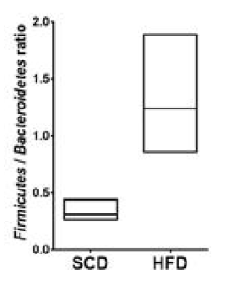 Firmicutes/Bacteroidetes 비율. SCD, 정상 식이 섭취군; HFD, 비만 식이 섭취군