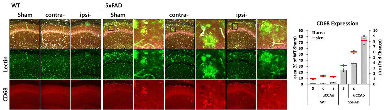 소교세포 및 phagocytosis 관련 단백질의 발현 관찰