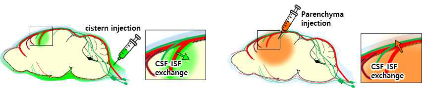 뇌 내 글림파틱 시스템의 기능 확인을 위한 뇌척수액 추적자 주입 실험 모식도