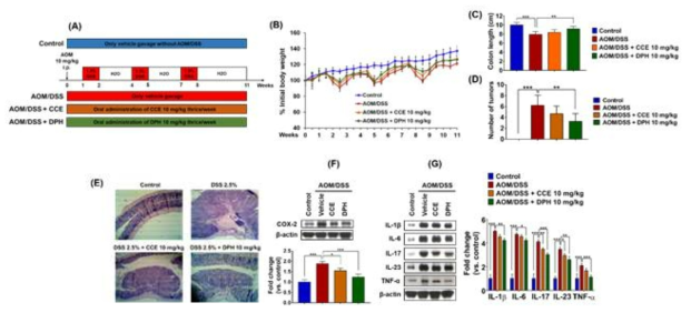 Effect of CCE/DPH supplementation on development of AOM/DSS-induced colon carcinogenesis in C57BL/6 mice