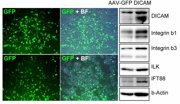 일차배양 연골세포에서 AAV-GFP의 감염 효율 확인 및 AAV-Dicam 감염에 의한 여러 단백질의 발현 정도 비교