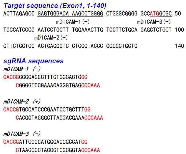 Dicam 발현억제를 위한 Crispr/Cas9 시스템 구축. sgRNA design tool을 이용해서 높은 효율의 sgRNA 서열을 확보한 후 Oligo합성함