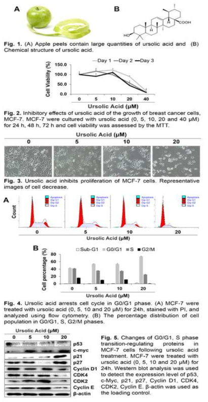 Ursolic acid 처리에 따른 유방암세포의 세포증식 억제 기전