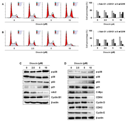 Dioscin 처리에 따른 세포 주기 영향