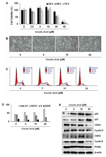 Ursolic acid 처리에 따른 세포 독성 및 세포 주기 영향