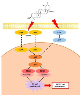 Ursolic acid 의 항암활성 모식도