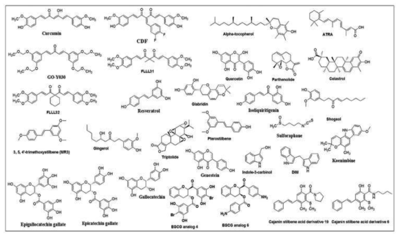 암줄기세포 효능 phytochemical 및 analog