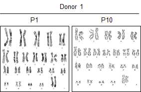 장기간 배양에 따른 염색체 안정성 확인. hCdH의 장기간 배양에 따른 염색체 변이를 찾기 위해 Passage 1과 10에서 Karyotyping을 확인함. 장기간 배양을 해도 변이는 발생 하지 않음