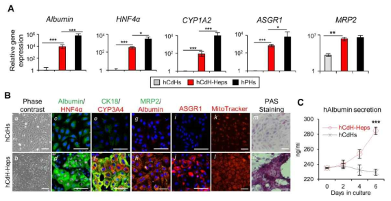 인간 간줄기세포 (hCdH)의 간세포 분화 (hCdH-Heps). 인간 간줄기세포 배양액에 10 ng/ml Oncostatin M을 넣어 간세포로 분화 시킨 후 간세포 마커들의 유전자와 단백질의 변화 를 확인함. (A) Albumin, HNF4A, CYP1A2, ASGR1, MRP2등의 간세포 마커 유전자들이 hCdH-Heps에서 증가됨을 확인함. (B) Albumin/HNF4A, CK18/CYP3A4, MRP2/Albumin, ASGR1등의 간세포 마커 단백질이 hCdH-Heps에서 증가됨을 확인함. 또한 분화된 간세포의 특징인 미토콘드리아의 증가를 Mito Tracker를 이용하여 확인함. 분화된 간세포의 글리코겐 저장 능력을 PAS 염색을 통하여 확인함. (C) hAlbumin 분비능력 측정. 각 세포가 배양된 배양액에서 분비된 hAlbumin의 단백질을 ELISA로 측정함