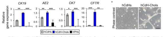 인간 간줄기세포 (hCdH)의 담관세포 분화 (hCdH-Chols). 인간 간줄기세포를 담관세포로 분화 시킨 후 간세포 마커들의 유전자와 단백질의 변화를 확인함. (좌) CK19, AE2, CK7, CDTR등의 담관세포 마커 유전자들이 hCdH-Chols에서 증가됨을 확인함. (우) hCdH의 담관세포 분화 (hCdH-Chols) 3차원 형태