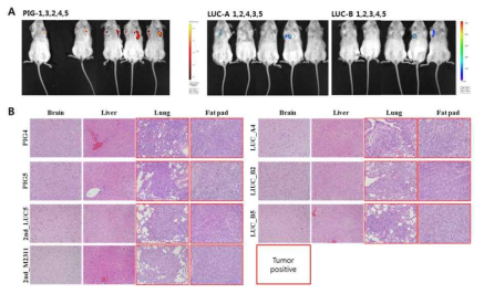 마우스의 2번째 nipple fat pad에 종양세포를 주입하고, 형성된 종양을 mastectomy를 실시하여 제거하는 방법으로 폐전이 모델을 생산