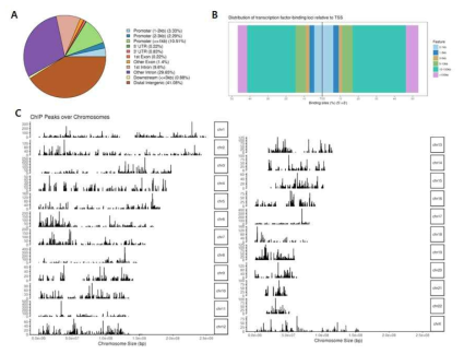 H3K27Ac ChIP-sequencing 결과. H3K27Ac의 DNA 결합 부위는 대부분 distal intergenic region (A)이며, translation start site (TSS)로부터 10-100 kb region (B)으로 분석되었음. (C) Chromosome 별 H3K27Ac의 DNA 결합 부위