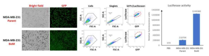 분양 받은 세포주의 GFP 발현 및 luciferase 활성을 확인