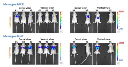 분양 받은 세포주가 주입된 마우스에서 luciferase 활성 측정