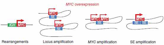 종양조직에서 MYC의 과발현은 MYC gene의 rearrangement, 또는 locus amplification, MYC amplification 뿐만 아니라, 수퍼인핸서(SE)의 amplification에 의해서 조절됨