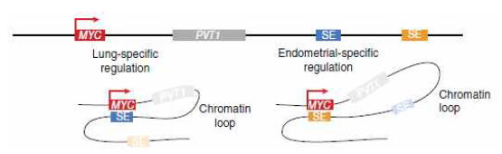 조직 특이적인 SE에 의한 MYC의 발현 조절. 파란색 SE는 lung cancer 특이적인 MYC 발현 조절 수퍼인핸서이며, 노란색 SE는 endometrial carcinoma 특이적인 MYC 발현 조절 수퍼인핸서임