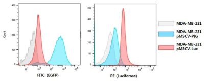 Luciferase의 발현을 facs 분석을 통하여 확인