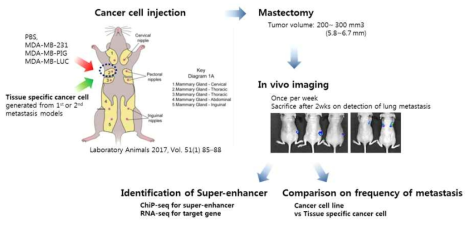 다양한 방법을 활용한 유방암 전이 동물모델 생산에 대한 모식도
