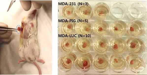 Fat pad에 형성된 종양조직에 대한 mastectomy 를 실시