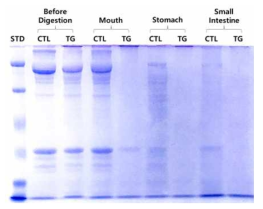 SDS-PAGE of myofibrillar protein gels induced by transglutaminase during in vitro digestion