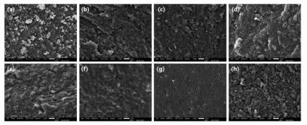 Microstructure of myofibrillar protein gels induced by transglutaminase during in vitro digestion (a) CTL (Before digestion), (b) CTL (Mouth), (c) CTL (Stoamch), (d) CTL (Small intestine), (e) TG (Before digestion), (f) TG (Mouth), (g) TG (Stomach), (f) TG (Small intestine)