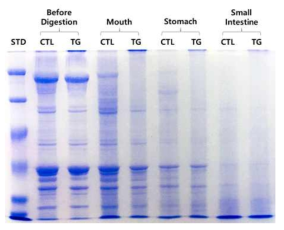 SDS-PAGE of sausages induced by transglutaminase during in vitro digestion